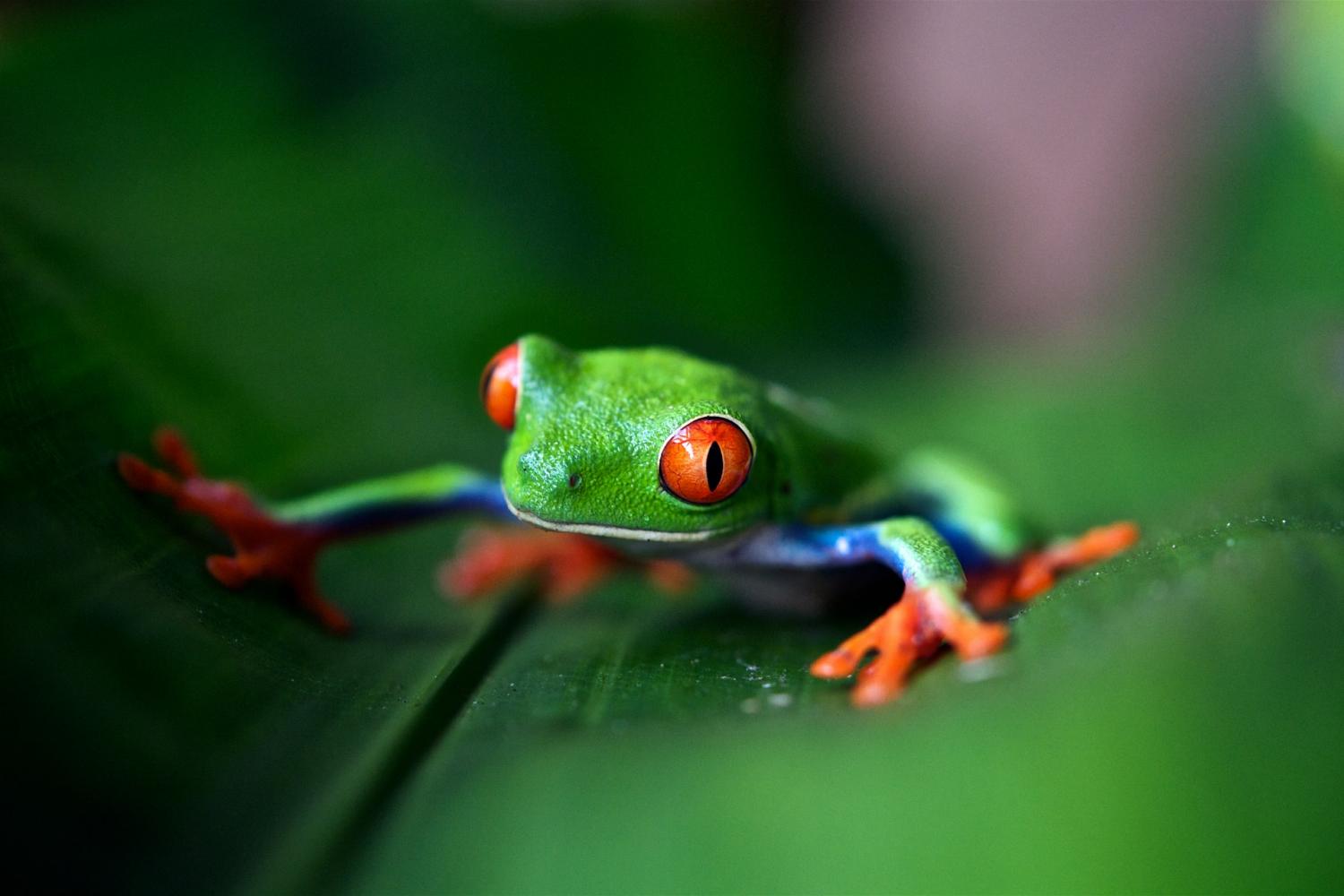 Biodiversity